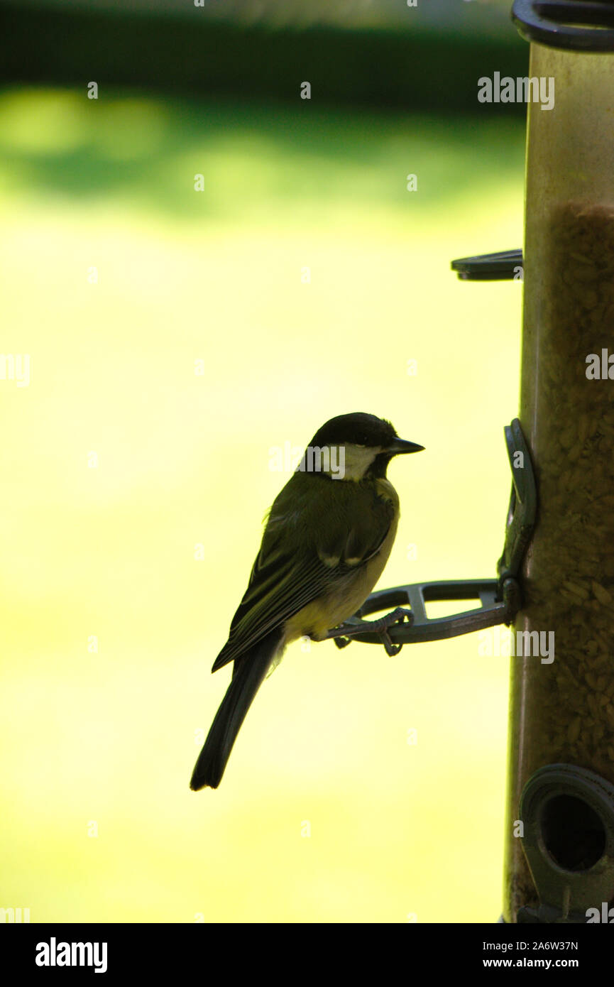 Cinciallegra a un uccello alimentatore in un parco in Galles. (Parus major) Foto Stock