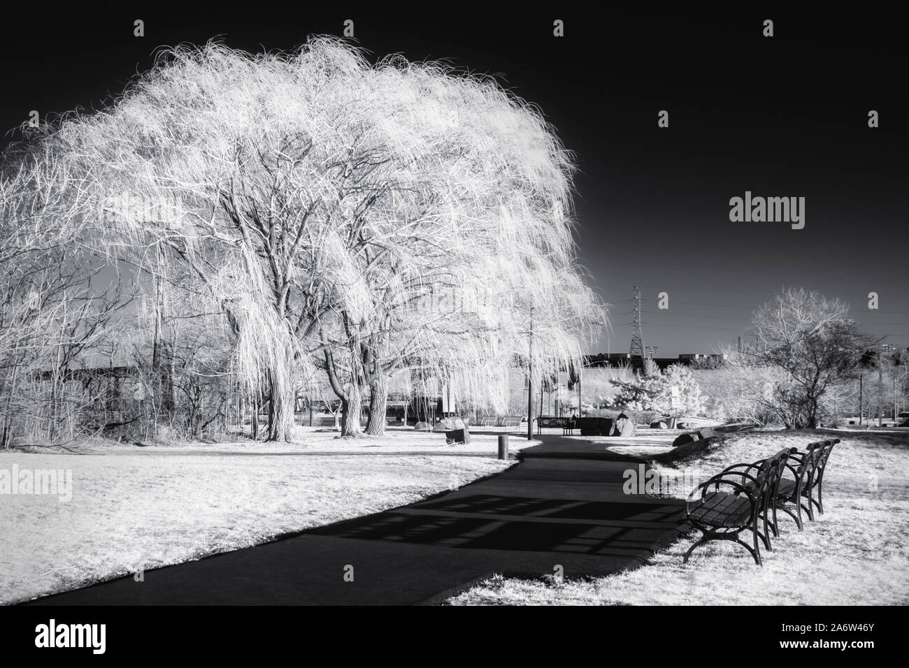 Panchine e alberi inizio a fiorire prima dell'inizio della primavera. Foto Stock