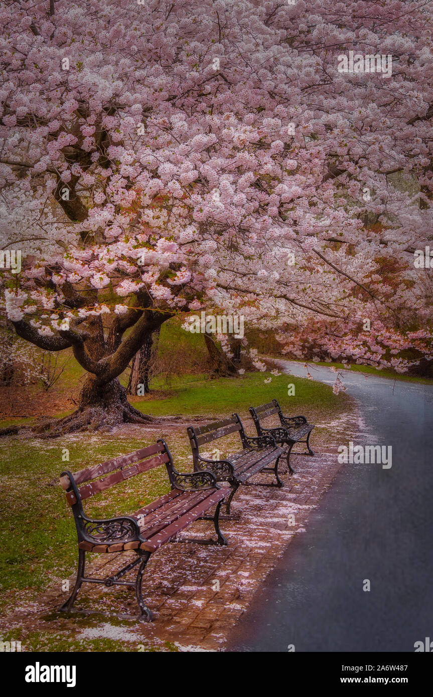 Il ramo Brook Park Fiori Ciliegio Foto Stock