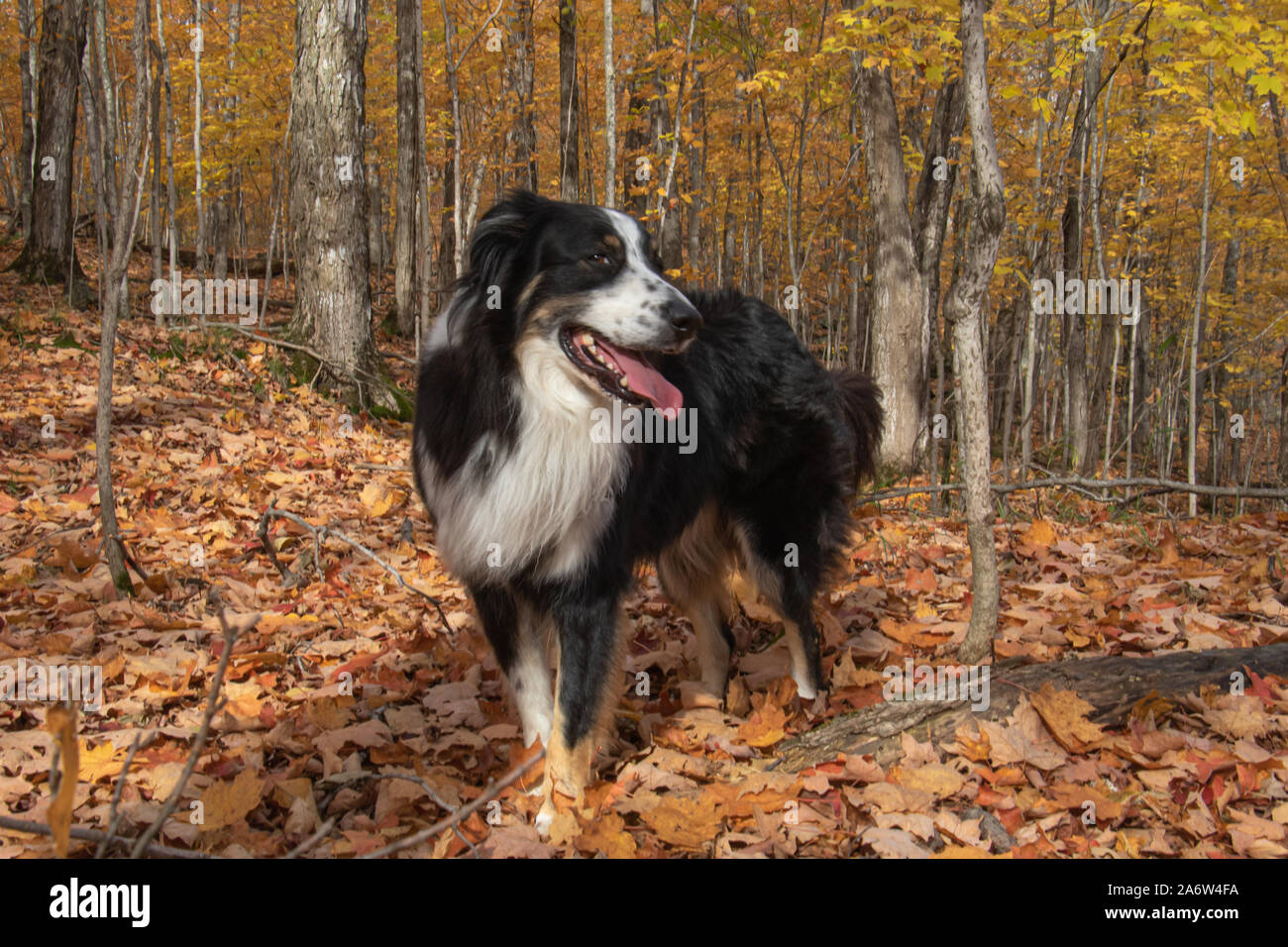 Close up di un felice collie su un sentiero di golden Foglie di autunno Foto Stock