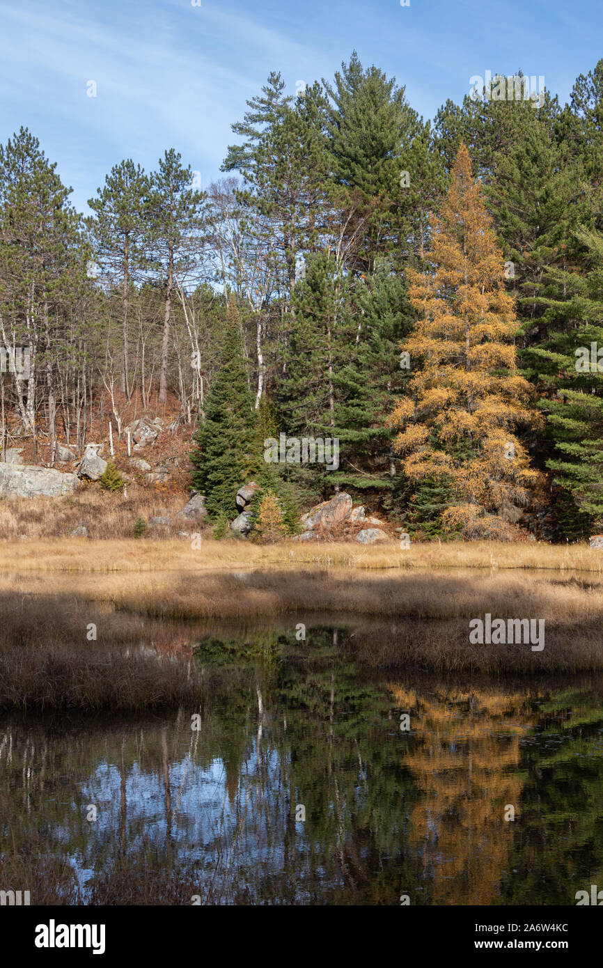 Un brillante golden tamarack tra alberi sempreverdi su un fiume roccioso litorale in caduta. Foto Stock