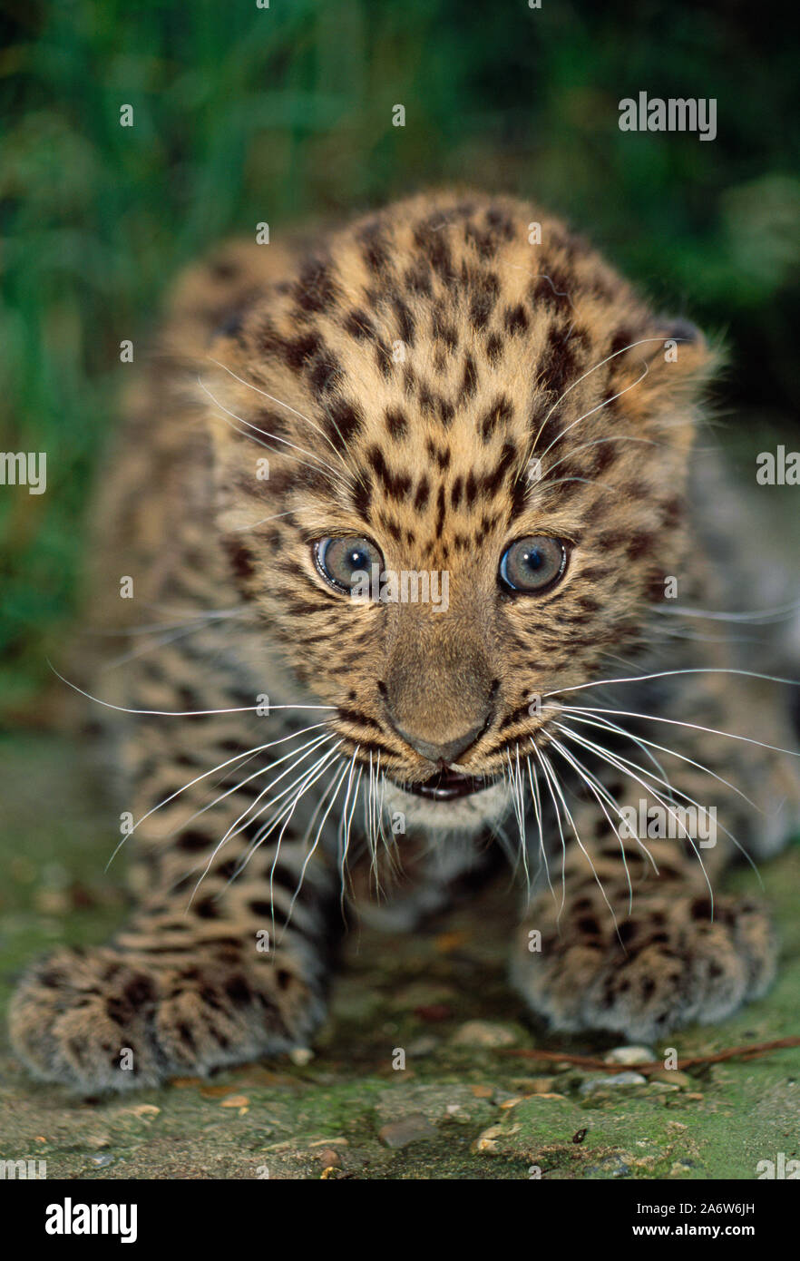 AMUR LEOPARD cub, 6 settimane di età, (Panthera pardus orientalis). Dettaglio della testa in modo critico le specie in via di estinzione. Foto Stock