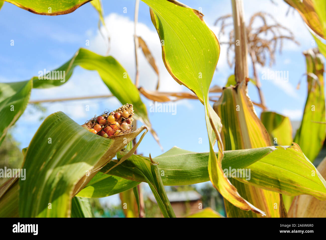 Fiesta colorati di pannocchie di granturco crescente tra lungo il verde delle foglie della pianta di mais in un soleggiato giardino vegetale Foto Stock