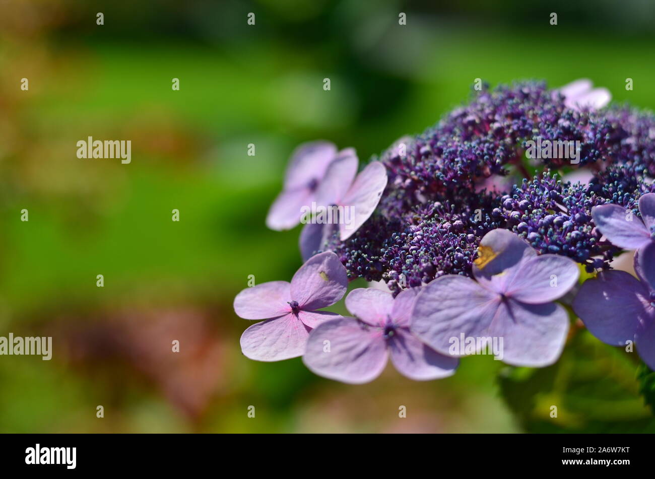 Questi tipi di scatti sono stati appena un colpo casuale, senza pianificazione e proprio nel cuore di 'wow che bello. Voglio ricordare questo fiore.". Foto Stock
