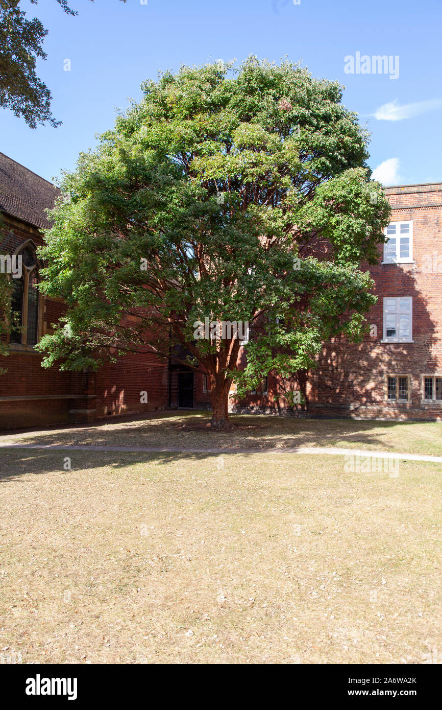 Paperbark maple (Acer griseum) struttura urbana, Fulham Palace Gardens, Londra SW6 Foto Stock