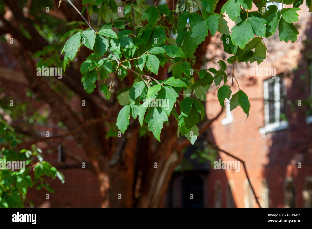 Foglie di acero Paperbark (Acer griseum) struttura urbana, Fulham Palace Gardens, Londra SW6 Foto Stock