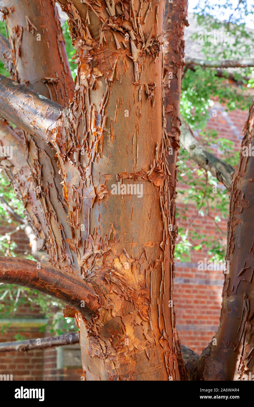 Corteccia di un Paperbark maple (Acer griseum) struttura urbana, Fulham Palace Gardens, Londra SW6 Foto Stock