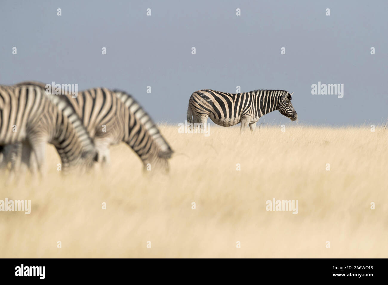 Zebre in Etosha National Park, Namibia Foto Stock