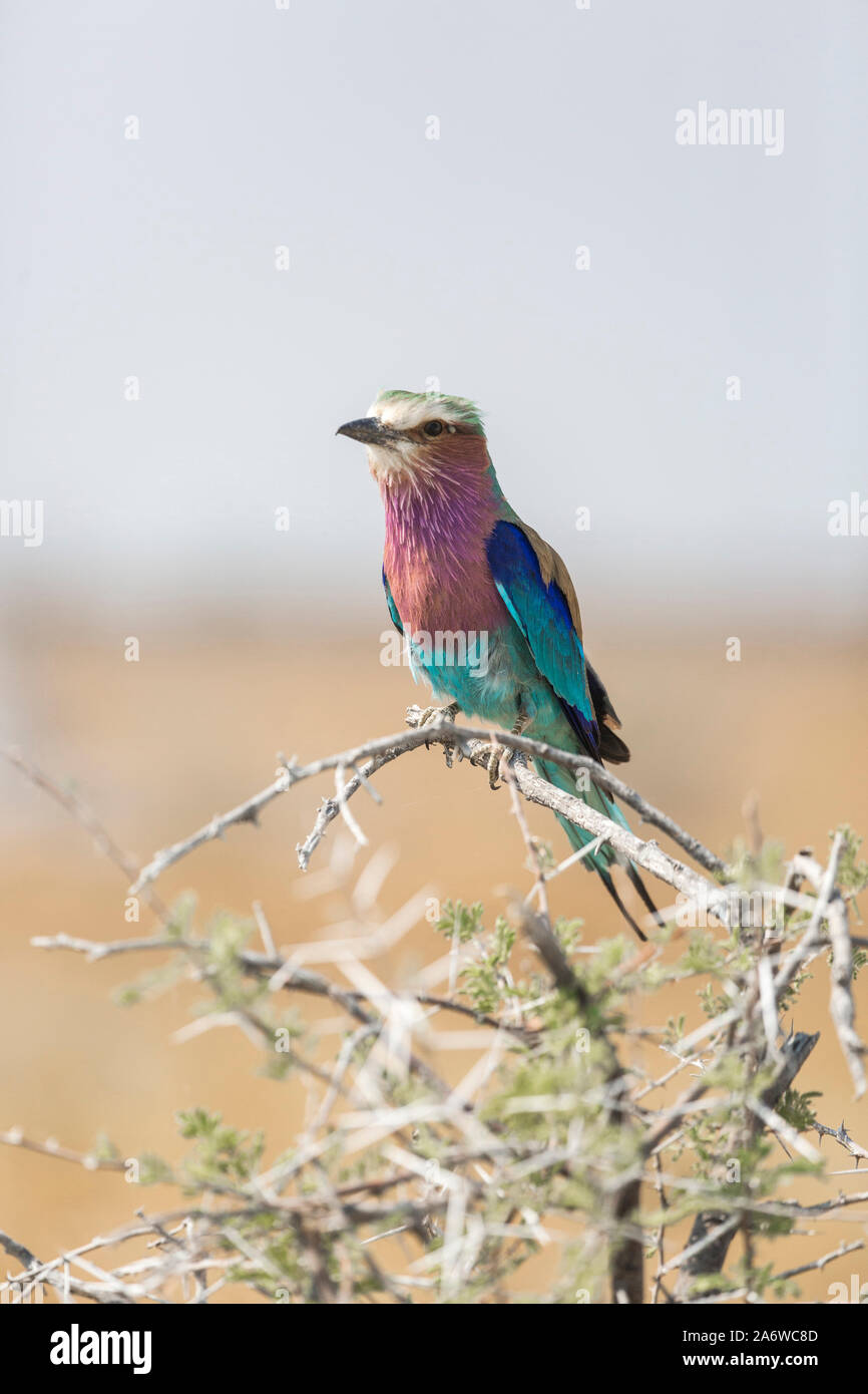 Lilac breasted rullo (coracias caudatus caudatus) in Etosha National Park, Namibia Foto Stock