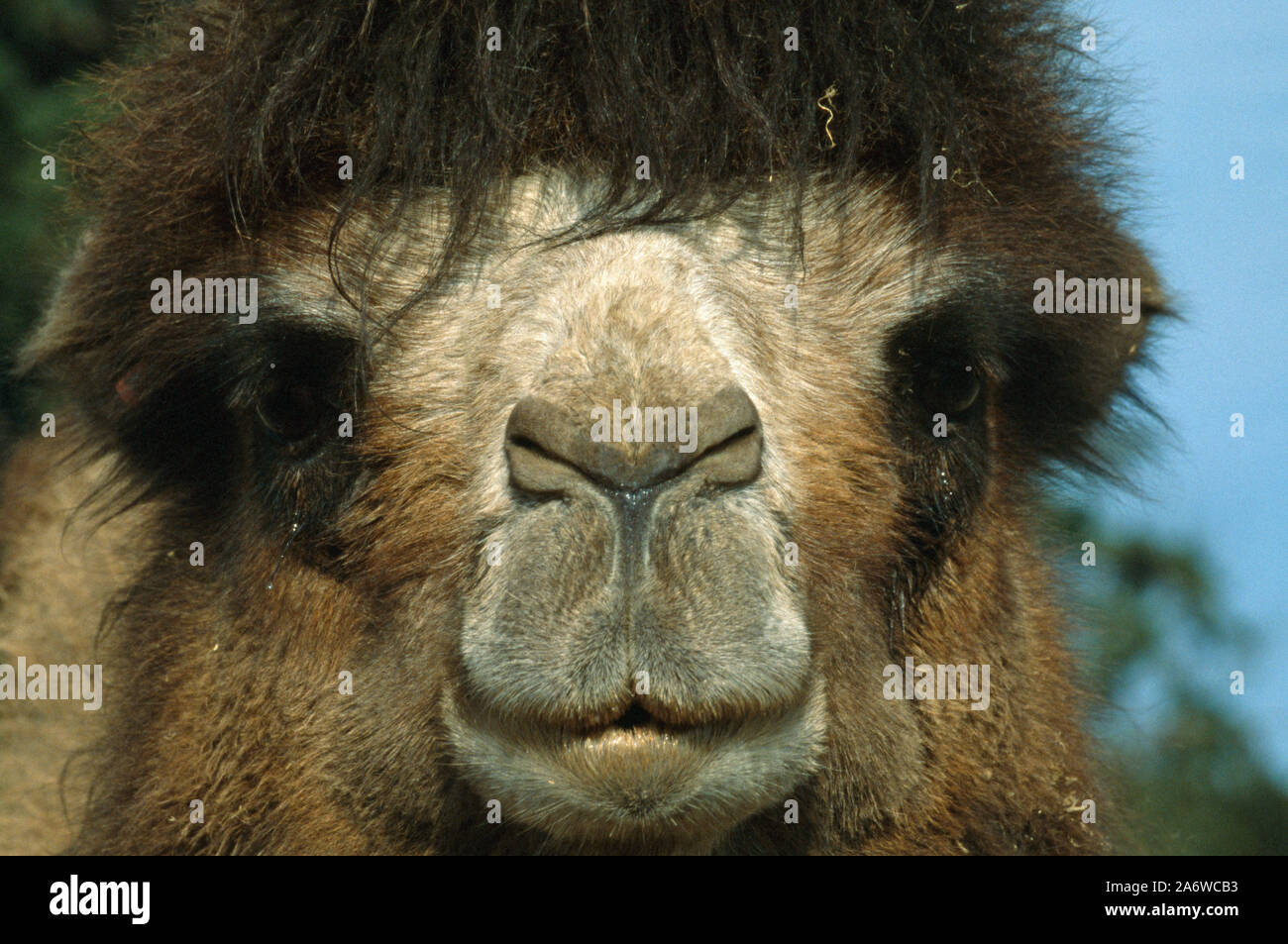 CAMMELLO BATTRIANO (Camelus bactrianus). Bocca, narici, narici esterne in grado di aprirsi e chiudersi per respirare ed escludere la sabbia e la polvere del deserto. Foto Stock