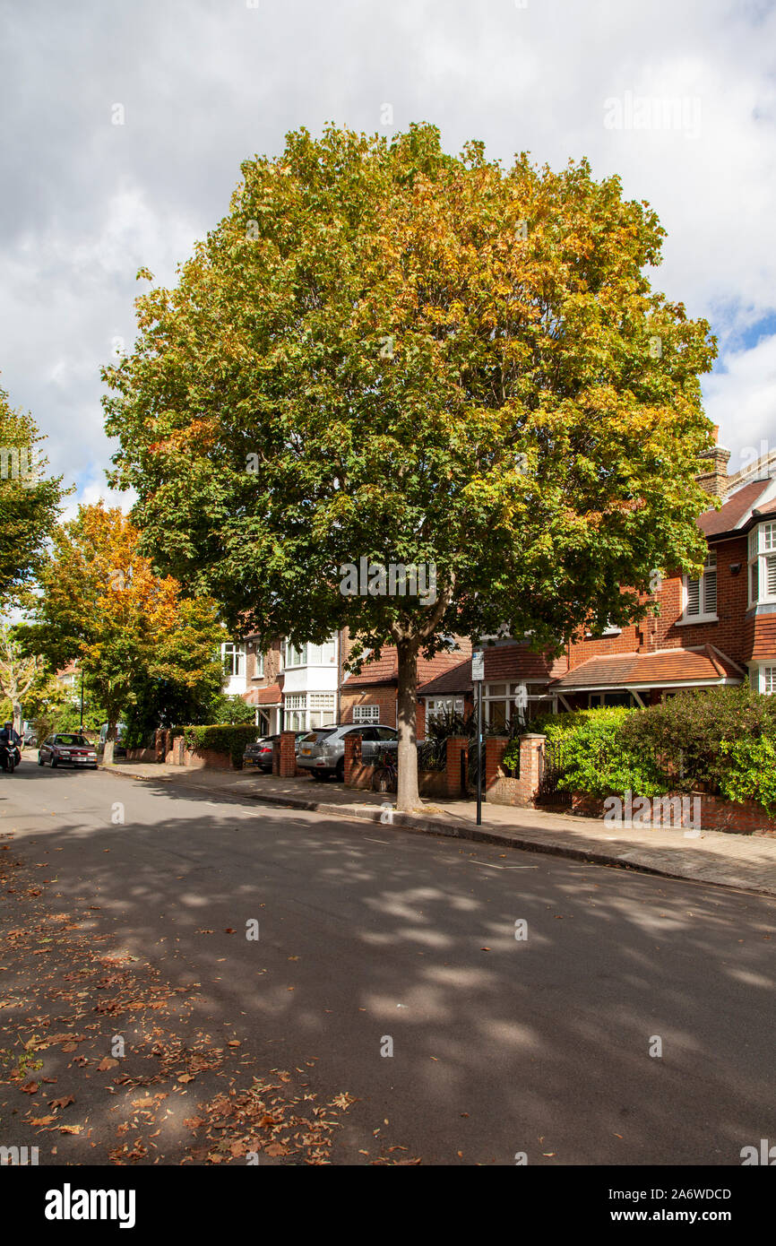 Norvegia (acero Acer platanoides) struttura urbana, Hammersmith, Londra W6 in autunno Foto Stock