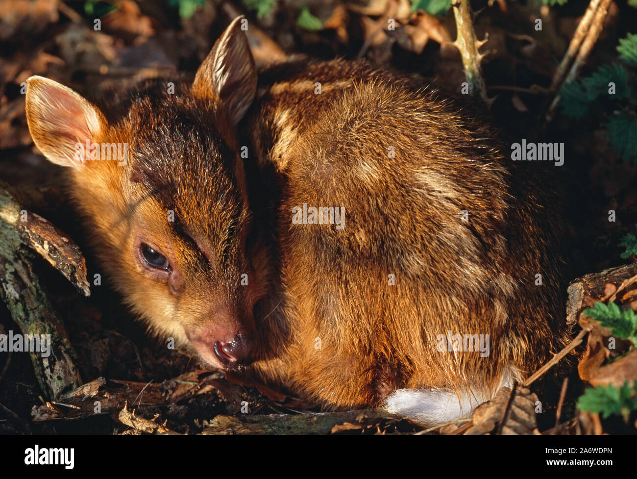 REEVE'S MUNTJAC DEER, fulvo, neonato (Muntiacus reevesi). Foto Stock