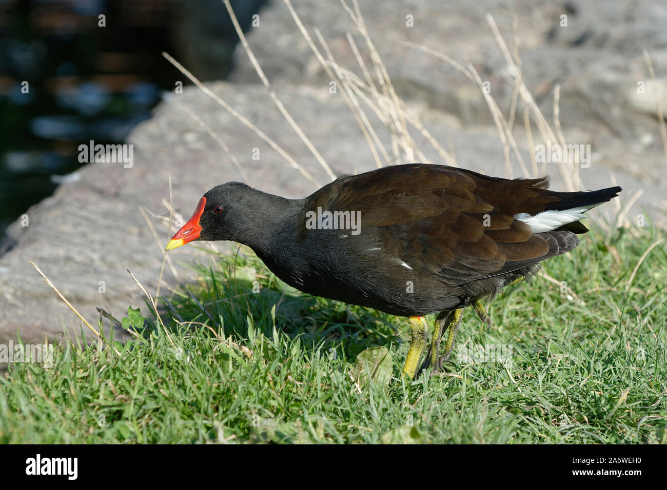Comune - Moorhen Gallinula chloropus rovistando sull'erba Foto Stock