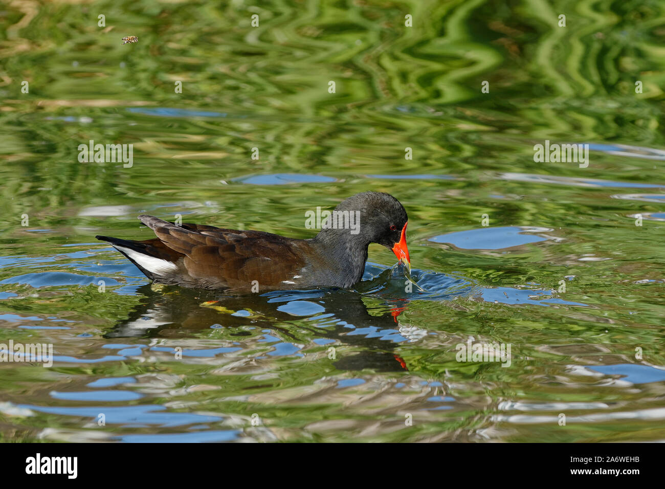 Comune - Moorhen Gallinula chloropus su acqua con Bee sopra Foto Stock