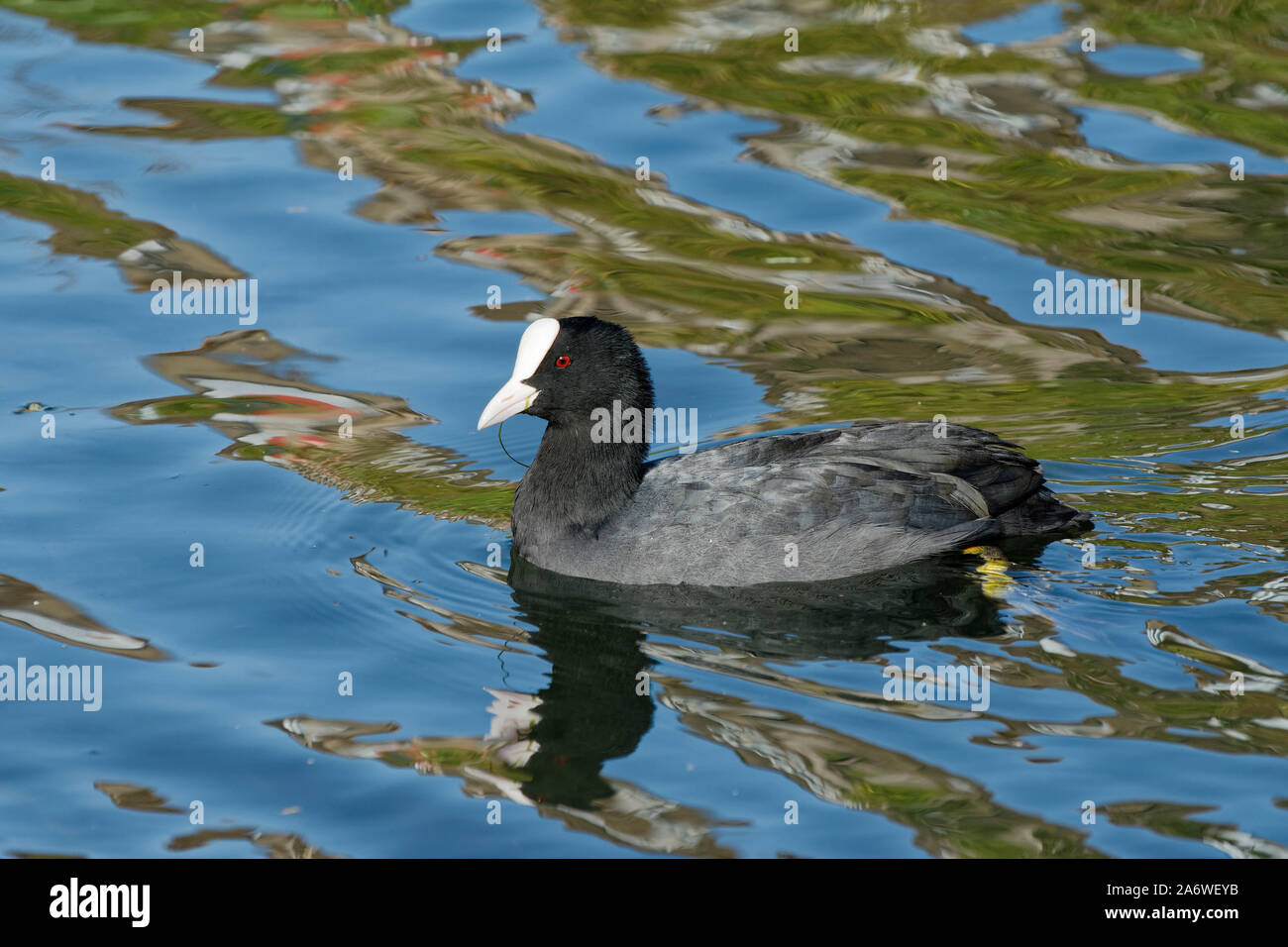 Comune di folaga - fulica atra uccello sull'acqua con riflessioni Foto Stock