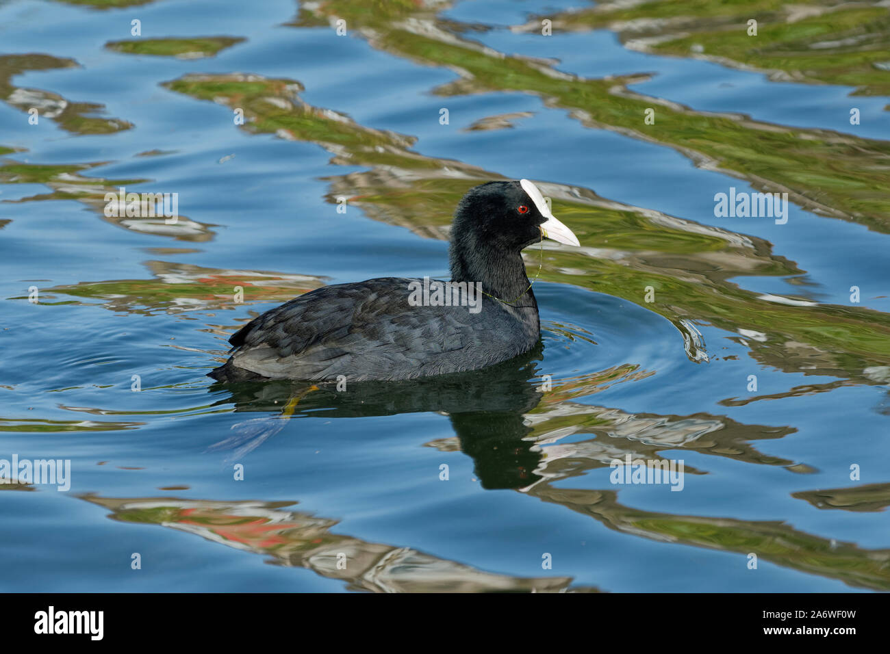 Comune di folaga - fulica atra uccello sull'acqua con riflessioni Foto Stock