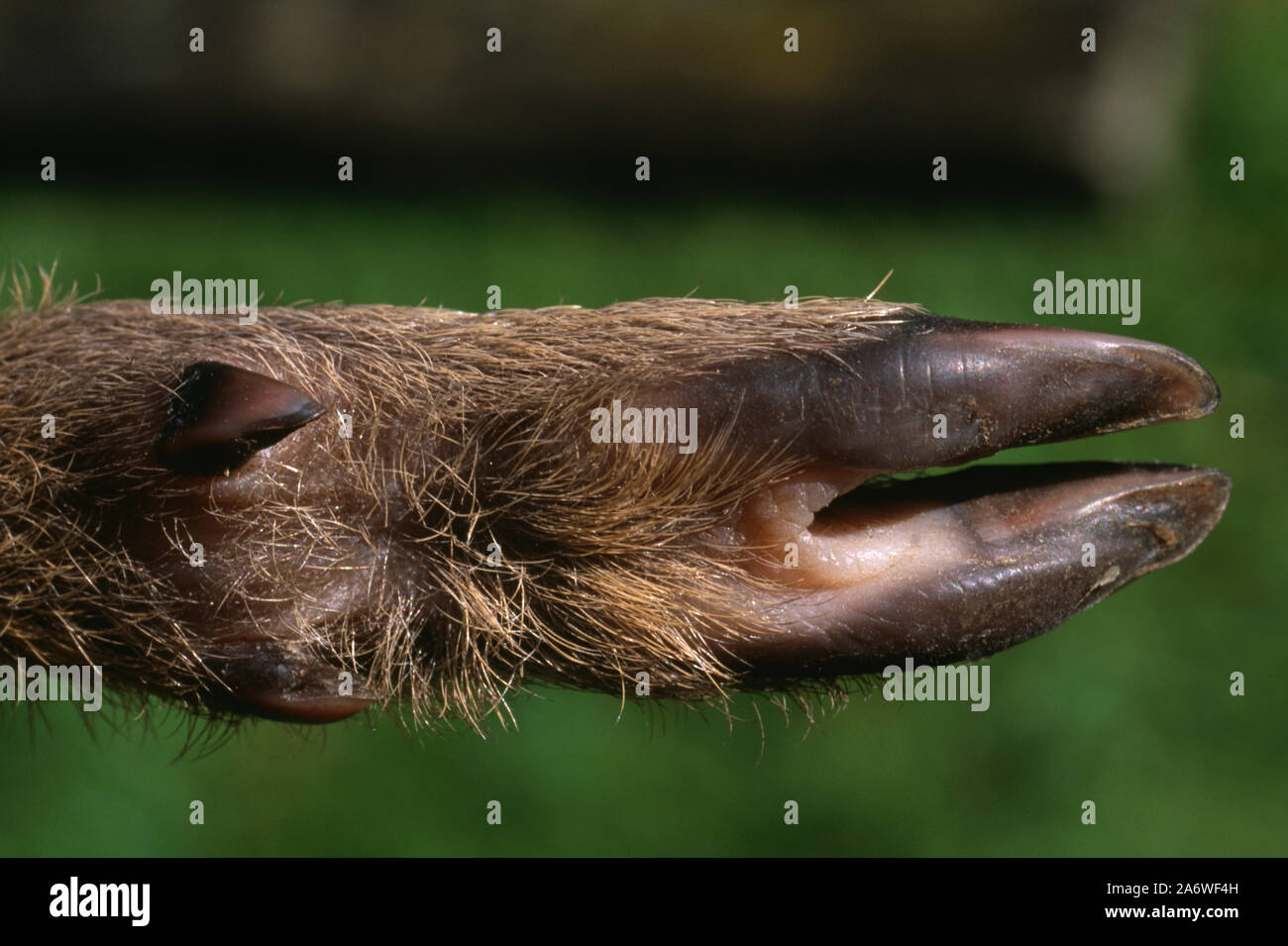 CERVI D'ACQUA CINESI Hydropotes inermis parte inferiore del piede posteriore sinistro di 8 giorni-vecchio fawn. Adattamento del pentadattile, riduzione delle dita per la corsa in velocità Foto Stock
