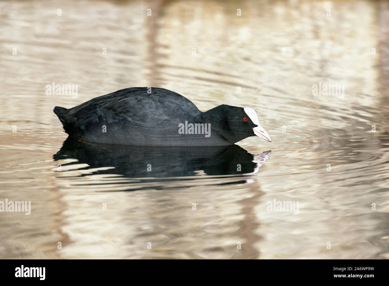 Comune di folaga - fulica atra uccello sull acqua con riflessi dorati Foto Stock