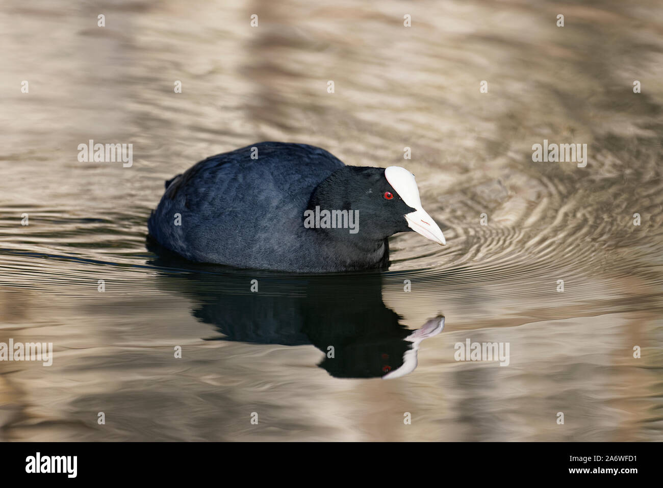 Comune di folaga - fulica atra uccello sull acqua con riflessi dorati Foto Stock