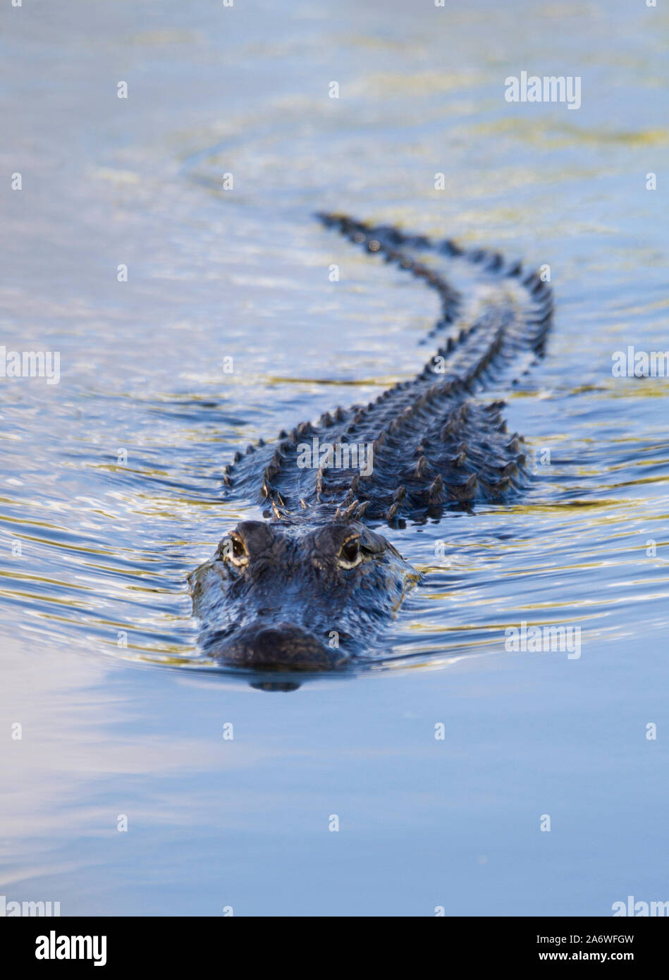 Il coccodrillo americano (Alligator mississippiensis) nuoto, Myakka River State Park, Florida, Stati Uniti d'America. Foto Stock