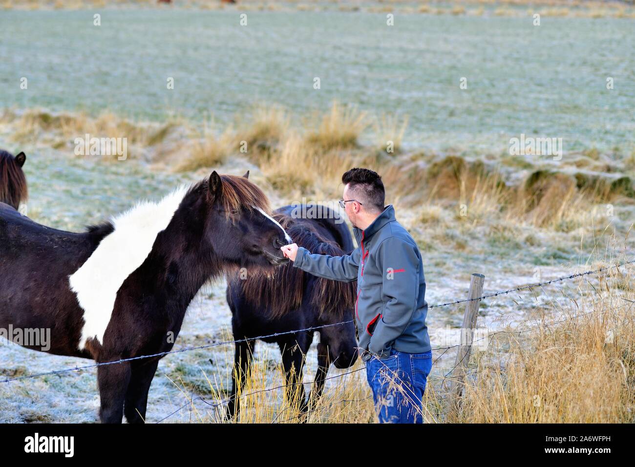Akureyri, Islanda. Tourist amicizie con un cavallo islandese lungo un coperto di brina del pascolo del filo spinato nei pressi di Akureyri nel nord dell'Islanda. Foto Stock
