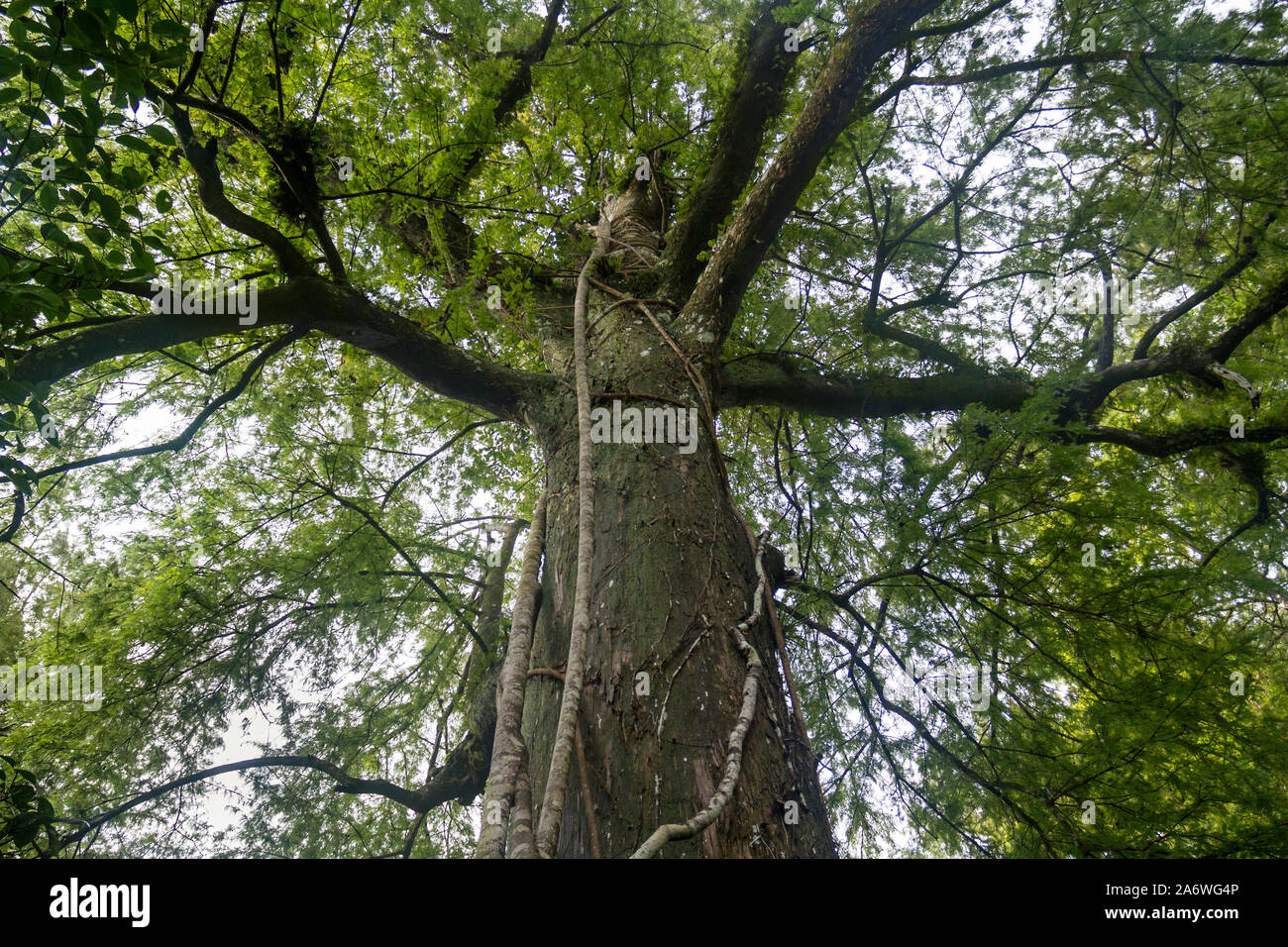 Cipresso calvo TREE (Taxodium distichum) con Strangler Fig (Ficus aurea) in estate, cavatappi palude Santuario Audubon, nr. Naples, Florida, Stati Uniti d'America. Foto Stock
