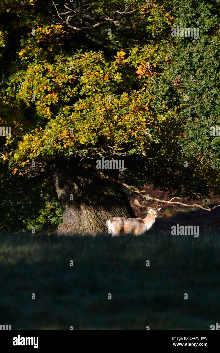 Maschio di Daini in solchi stagione, Leicestershire, Regno Unito Foto Stock