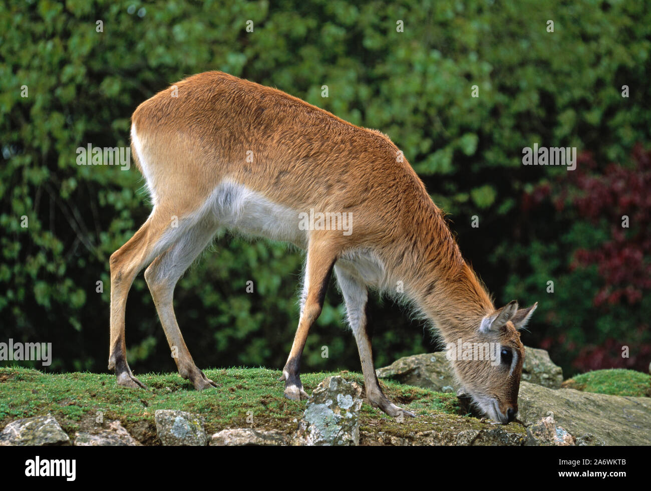 KAFUE LECHWE (Kobus leche kafuensis). Pascolo. Erbivoro. Animale prigioniero. Foto Stock