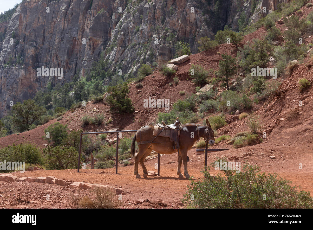 Lone mulo legato ad un attacco di post sul South Kaibab Trail nel Grand Canyon con uno sfondo di alte scogliere Foto Stock
