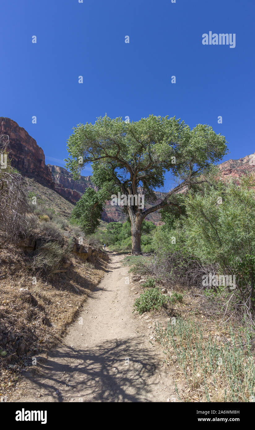Lone Tree lungo il Bright Angel Trail nel Grand Canyon contro un cielo blu Foto Stock