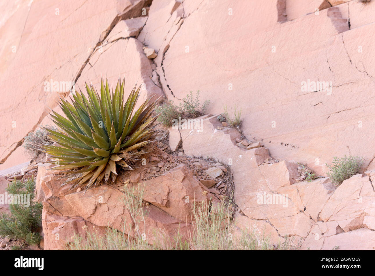 Yucca Baccata o Banana Yucca aggrappati a pastello rocce di arenaria contro una scogliera nel Parco Nazionale del Grand Canyon Foto Stock