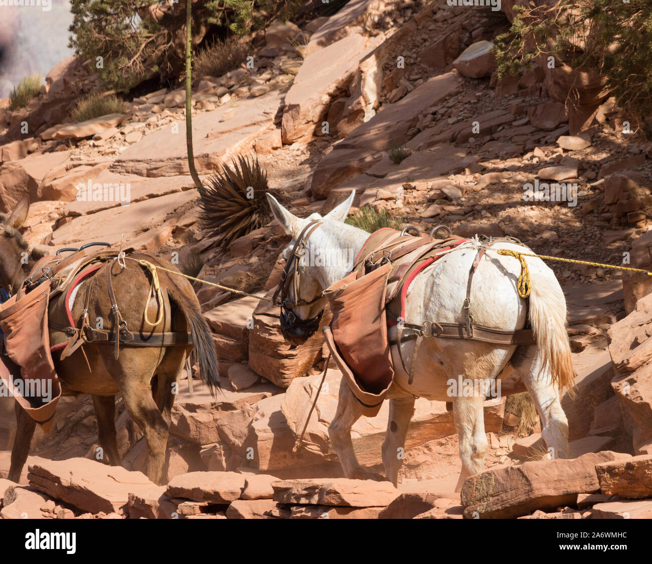 Due muli in un mulo treno su un ripido sentiero nel Grand Canyon accanto a ripide scogliere Foto Stock
