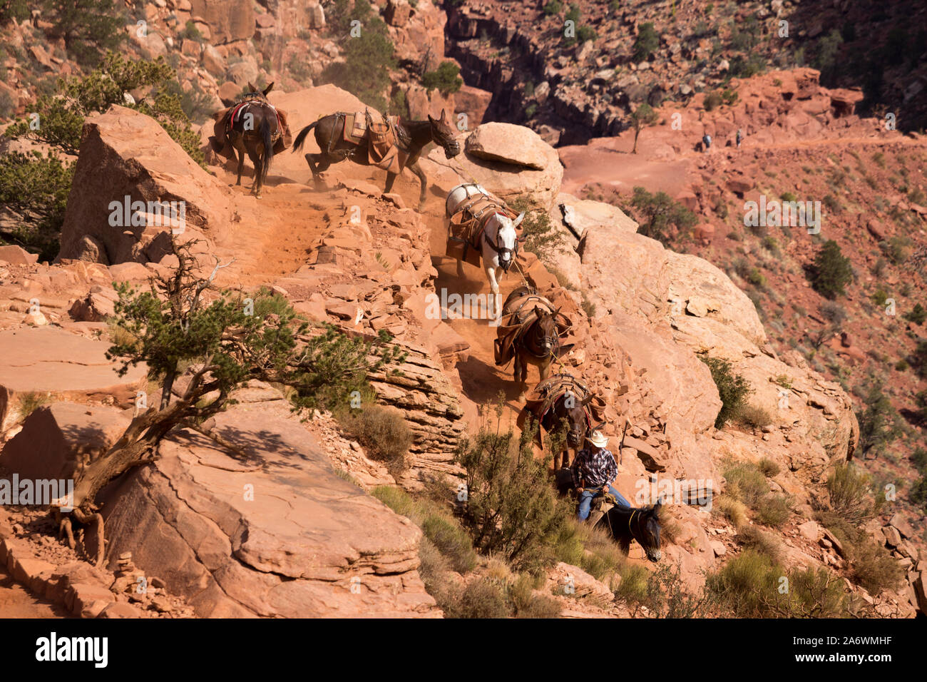 Guardando verso il basso su sei muli e un cowboy in un mulo treno su un sentiero di torsione nel Grand Canyon Foto Stock