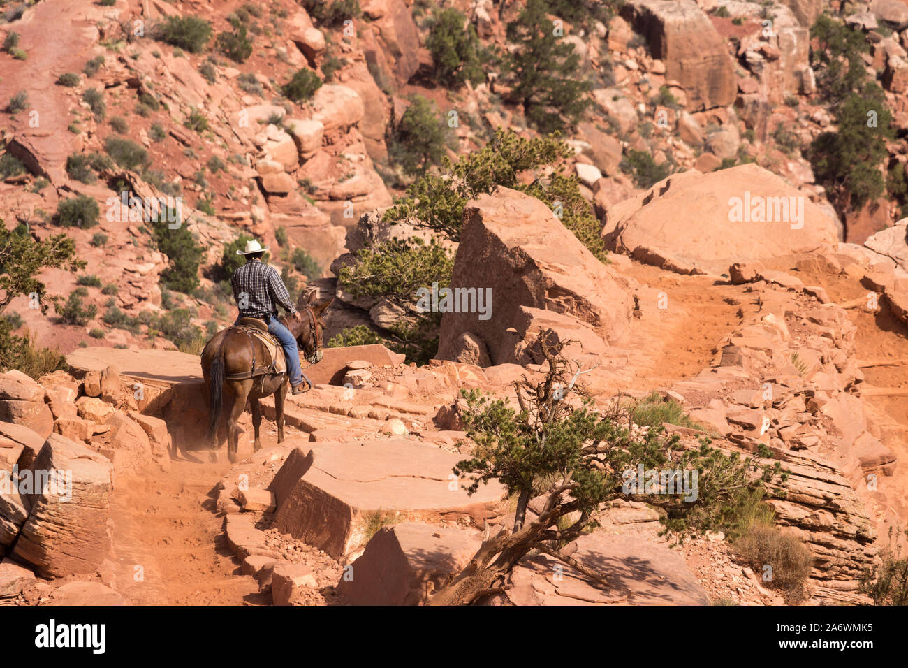 Lone cowboy su un sentiero nel Grand Canyon Foto Stock