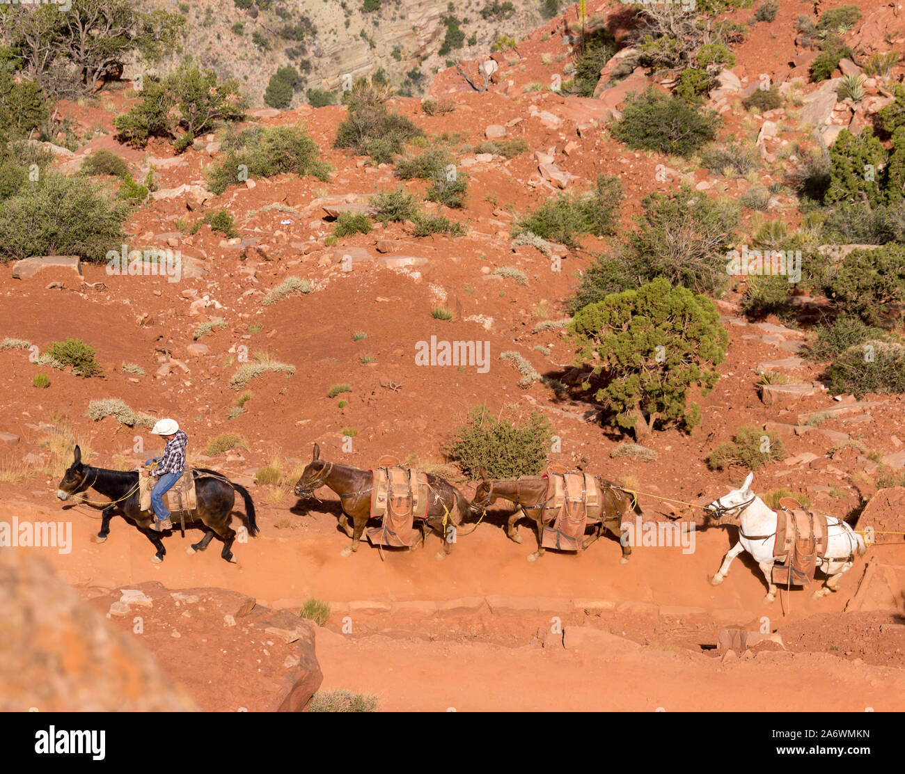 Un mulo treno di quattro muli e un cowboy passano sotto su un sentiero polveroso e spazzola nel Grand Canyon Foto Stock