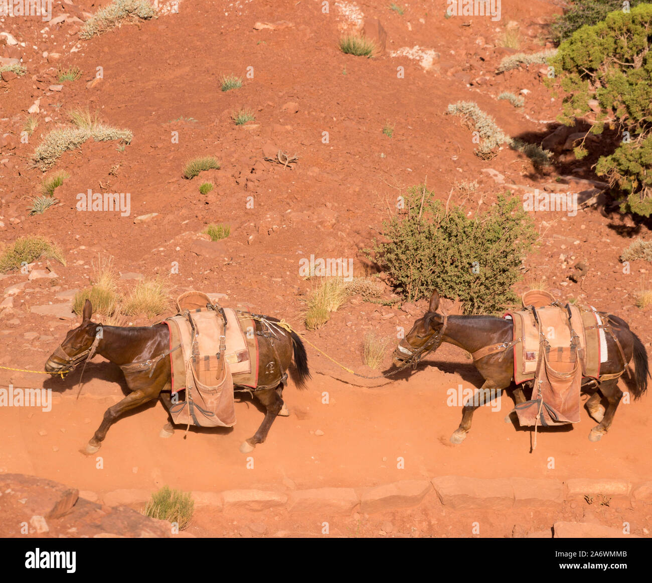 Due muli in un mulo treno passa sotto su un polveroso sentiero nel Grand Canyon Foto Stock