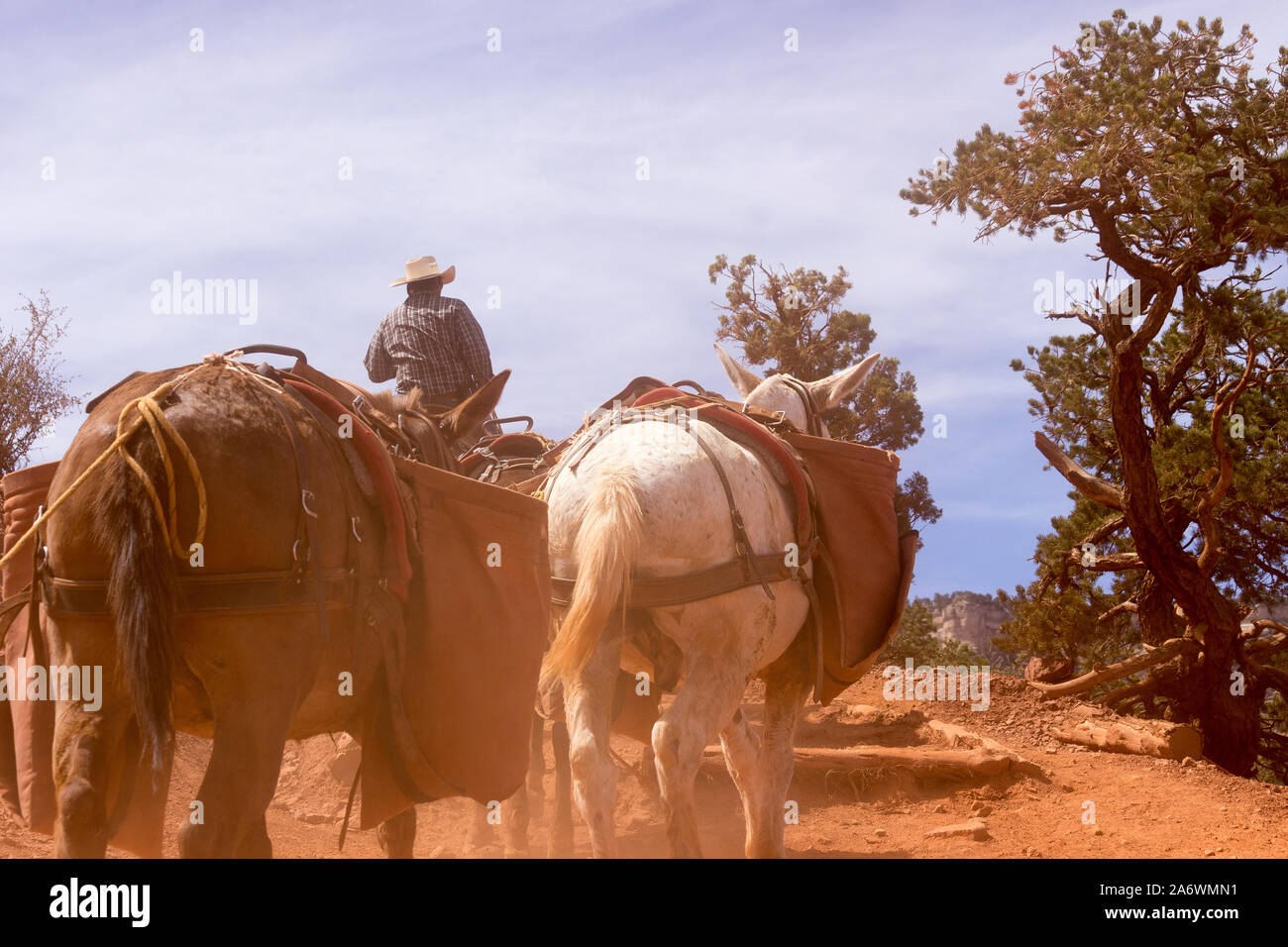 Il cowboy che portano un mulo treno nel Grand Canyon in una giornata di sole sotto il cielo blu Foto Stock