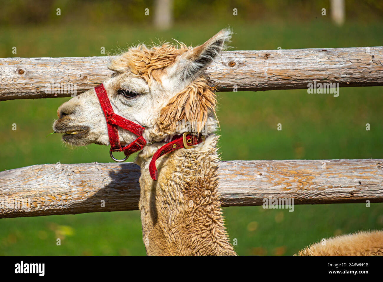 Un bianco e marrone chiaro llama-ibrido di alpaca sorge da una staccionata di legno. L'animale il profilo può essere visto, mostrando la sua faccia dettagliata e pelliccia, e un rosso f Foto Stock