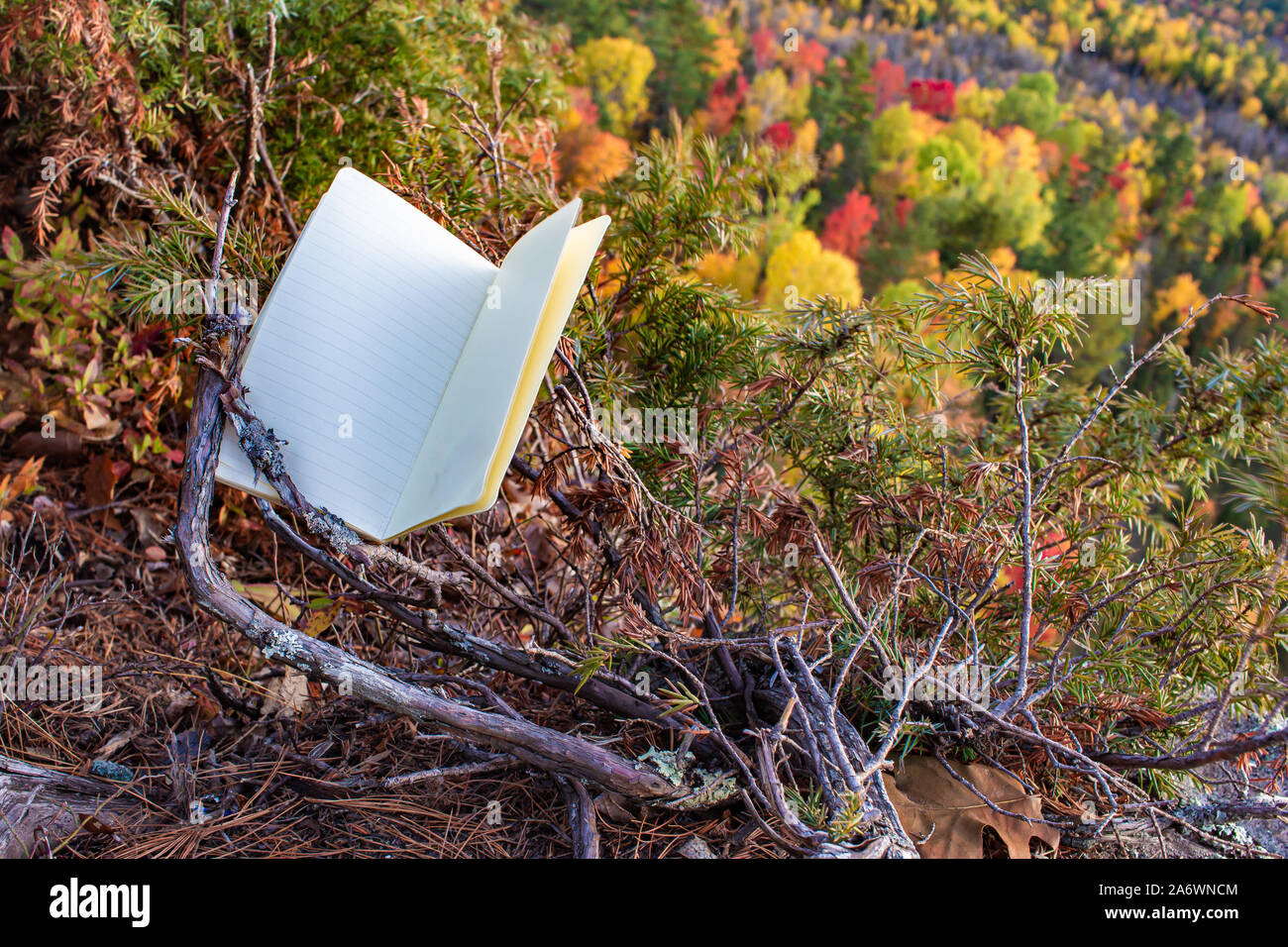Un notebook vuota si siede in una bassa macchia di conifere sul bordo di una scogliera. La open, foderati pagine offrono spazio per nulla al di sopra di un Bosco autunnale di seguito. Foto Stock