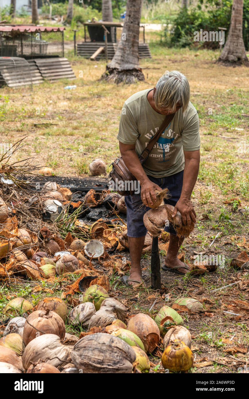 Ko Samui, Tailandia - 18 Marzo 2019: dai capelli grigi uomo esegue la fase uno della elaborazione di cocco: dehusking exocarp di cocco raccolte utilizzando Foto Stock