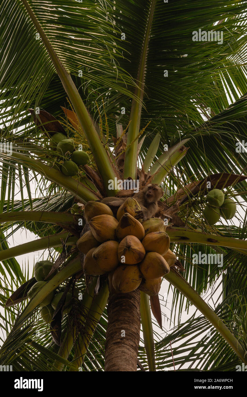 Ko Samui, Tailandia - 18 Marzo 2019: Marrone macaco pigtail siede in Palm tree sulla parte superiore del grappolo di noci di cocco, puilling one off e lasciarlo cadere Foto Stock