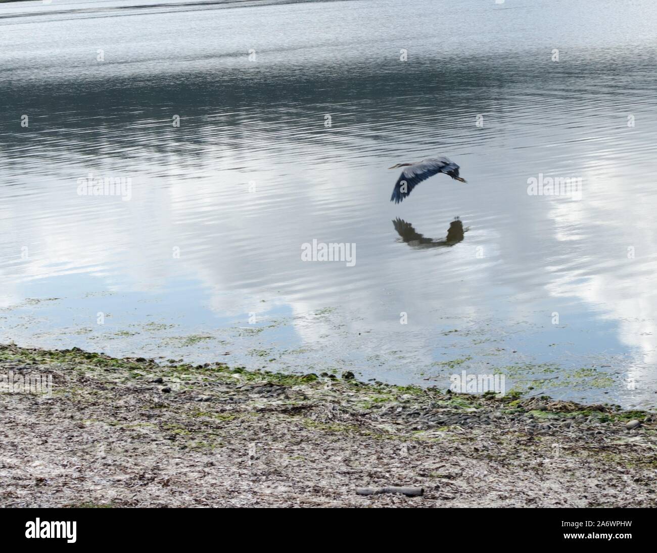 Un Airone cenerino nella laguna di Esquimalt uccello migratore Santuario in Victoria, BC. Foto Stock