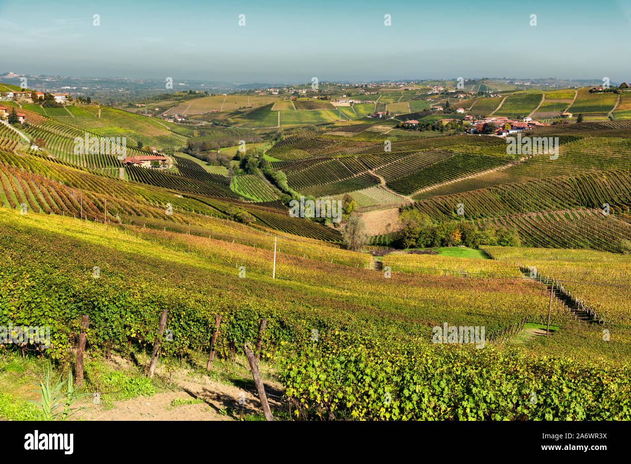 Vigne di Langa del Barbaresco in autunno, Piemonte, Italia. Foto Stock