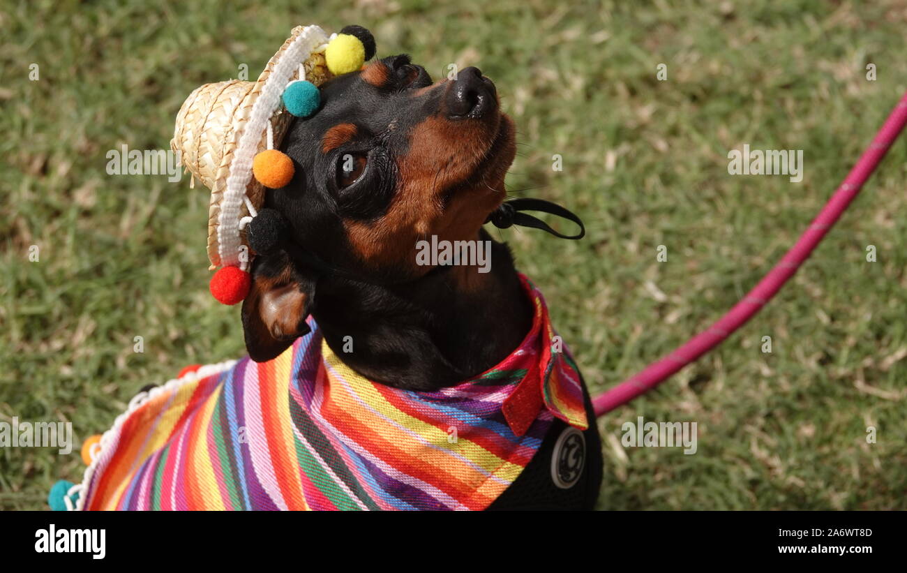 Carino marrone e nero chihuahua cane vestite nel tradizionale costume messicano, con un poncho a righe e un sombrero hat. Foto Stock