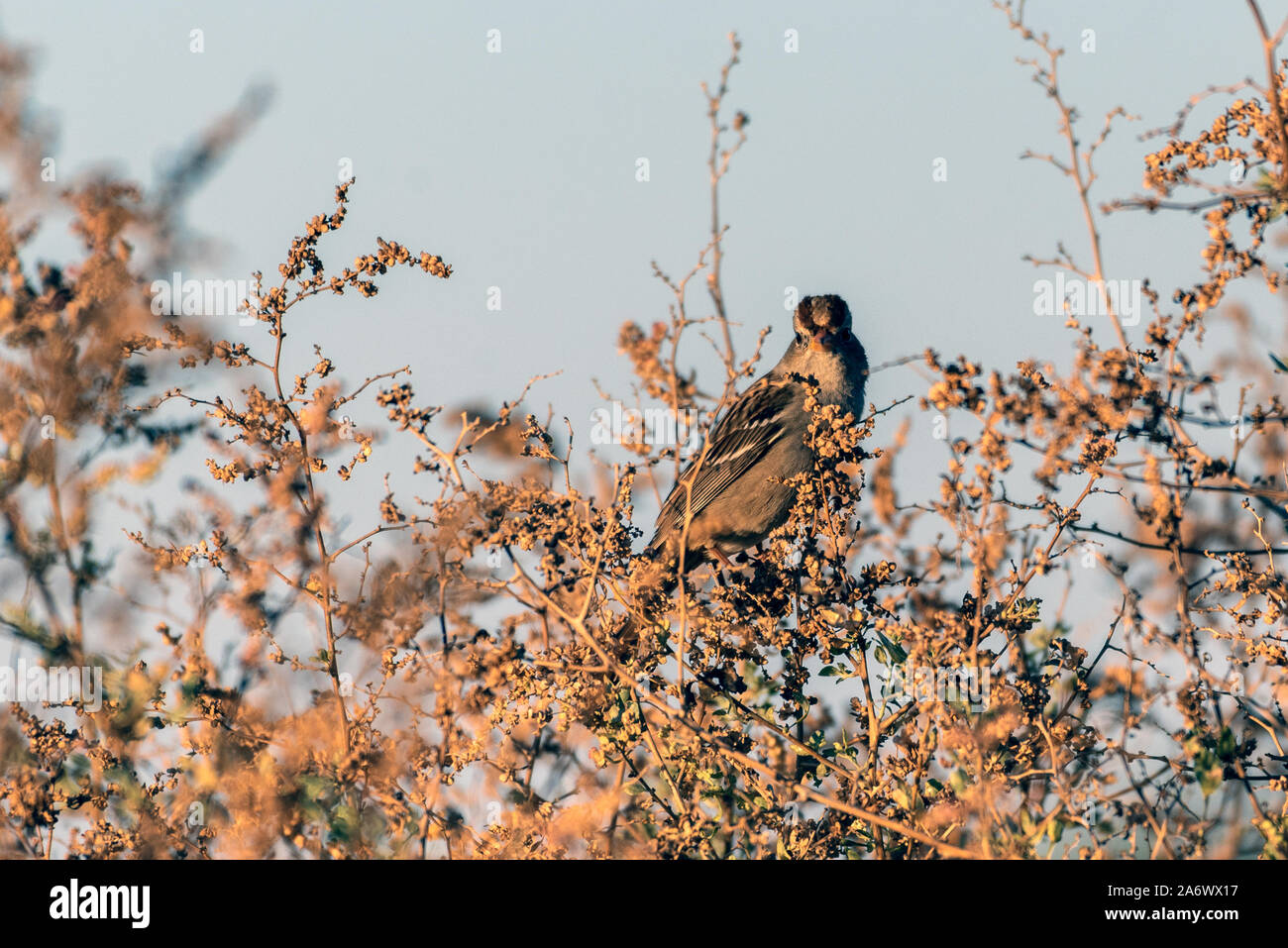 White Crowned Sparrow in grado di equilibrio sulla luce rami di vegetazione mentre il foraggio per le sementi e i bug per mangiare. Foto Stock