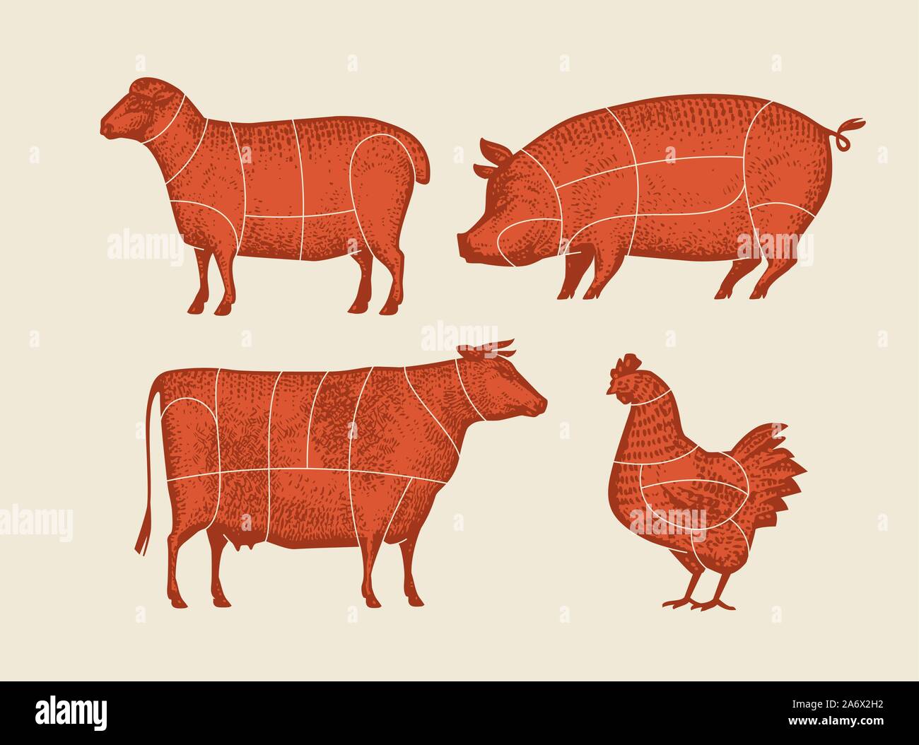 Animali da fattoria con linee di taglio di carne. Immagine vettoriale retrospettiva Illustrazione Vettoriale