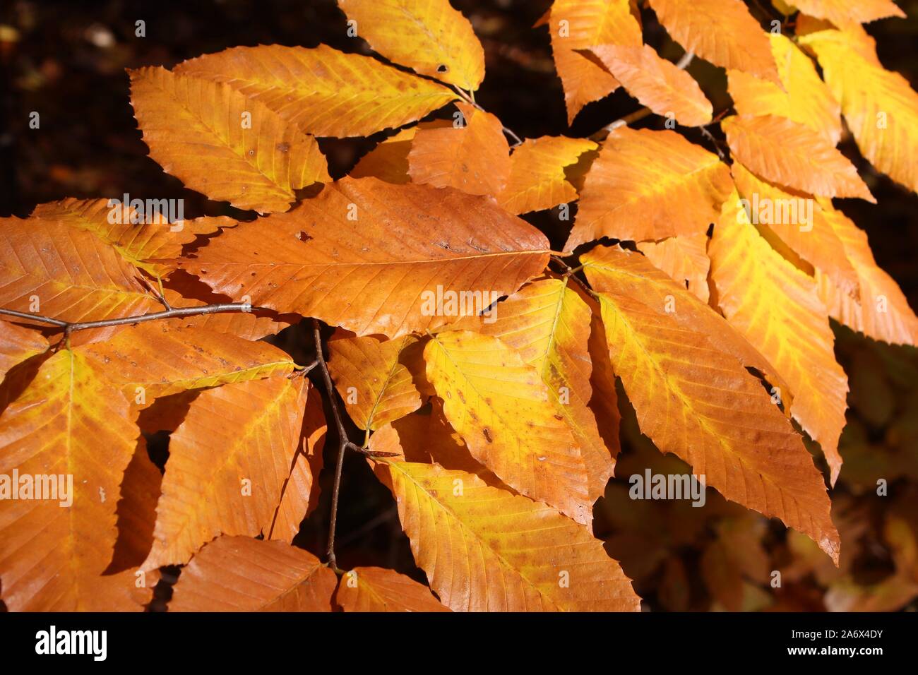 Due tonalità di giallo e marrone e le foglie in autunno Sunshine Foto Stock