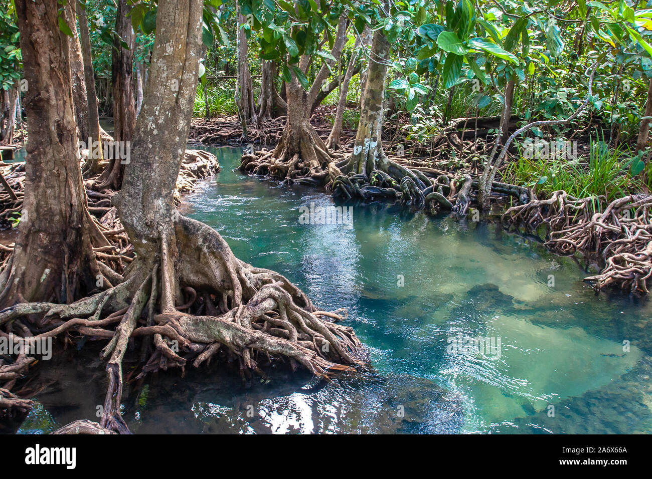 Un piccolo fiume che scorre attraverso una foresta di mangrovie con spessi alberi con radici ritorto. L'acqua è verde e trasparente. Attorno alla giungla asiatica. Foto Stock