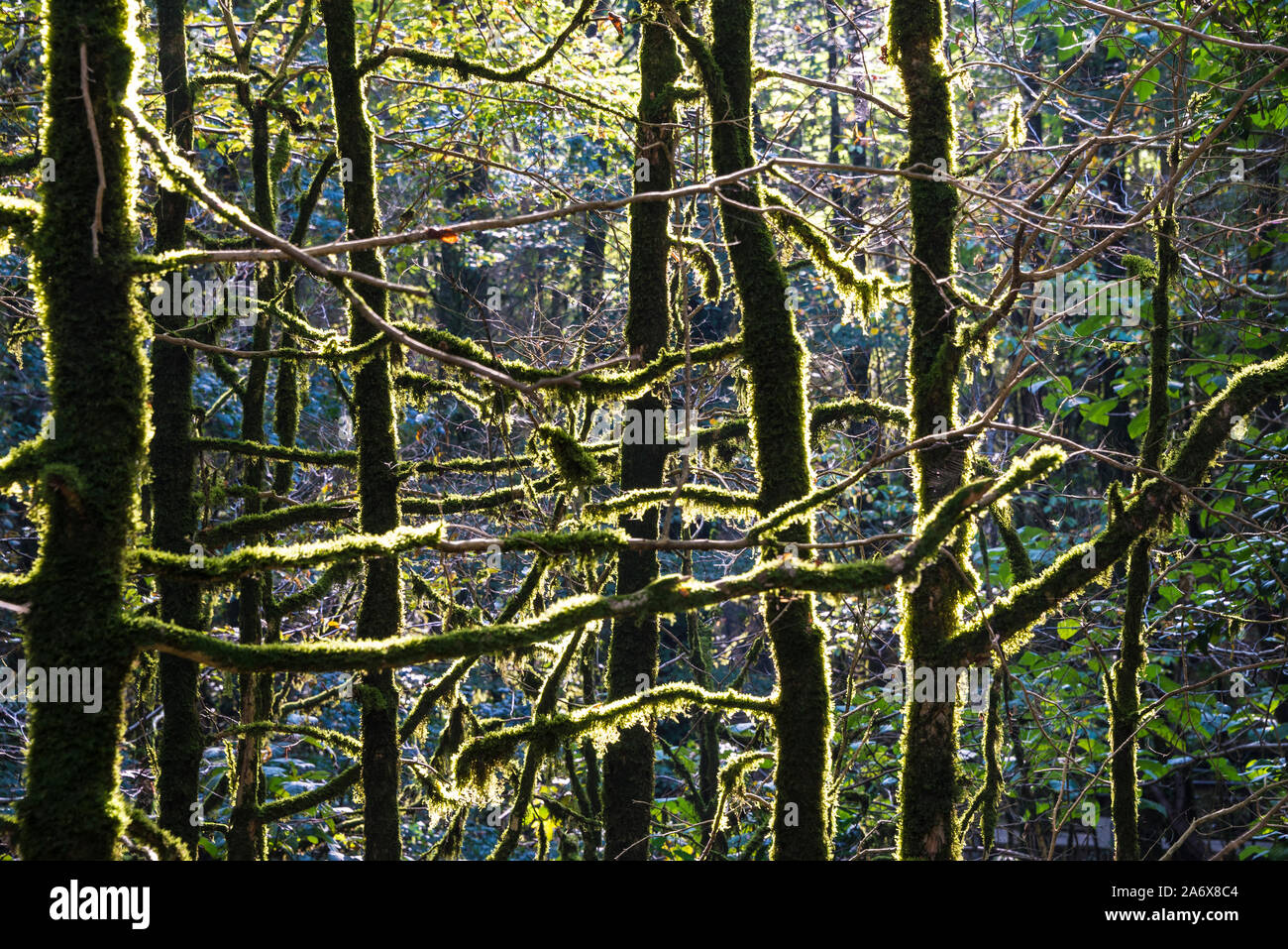 Parco Nazionale, la yew-bosso grove in autunno a Sochi, Russia. 23 ottobre 2019 Foto Stock