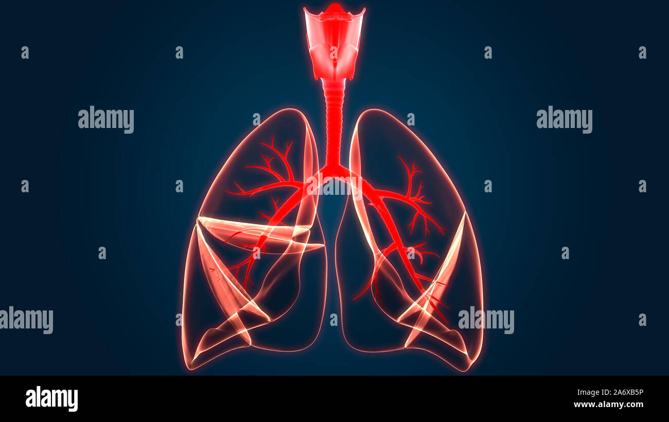 Umano Sistema respiratorio polmoni anatomia Foto Stock